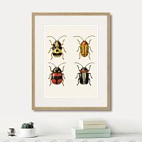 картина: assorted beetles №6, 1735г. во Владимире