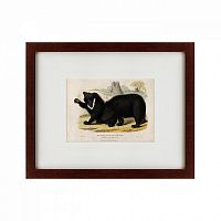 картина: two ursine sloths, or sloth bears, 1830 во Владимире