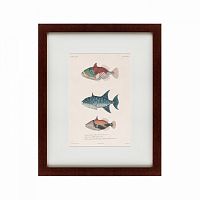 картина: tropical fish, 1830 во Владимире