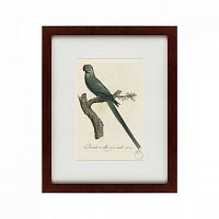 картина: perruche a collier rose, male, 1801 во Владимире