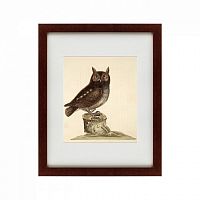 картина: the little owl, 1731 во Владимире