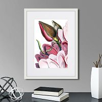 картина: himalaya plants pink-flower on white iv, 1869г. во Владимире