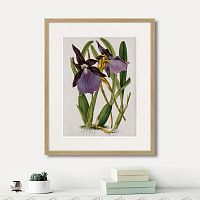 картина: exotic plants of the world №10, 1815г. во Владимире
