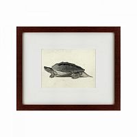 картина: a hand-painted illustration of a burmese roofed turtle, 1873 во Владимире