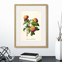 картина: botany illustration №22, 1836г. во Владимире