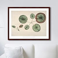 картина: young gigantic water lily, 1870г. во Владимире
