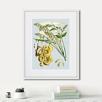 картина: himalaya plants decaisnea pods, 1869г. во Владимире