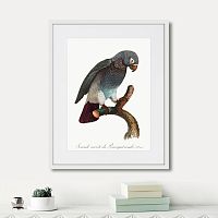 картина: beautiful parrots №6, 1872г. во Владимире