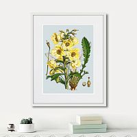 картина: himalaya plants yellow flower, 1869г. во Владимире