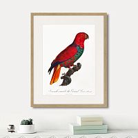 картина: beautiful parrots №9, 1872г. во Владимире