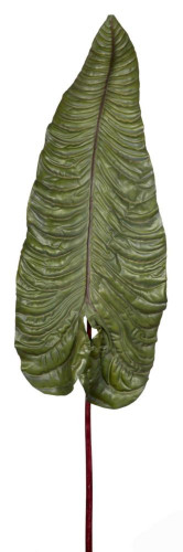 декор alocasia во Владимире