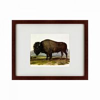 картина: american bison, 1845 во Владимире