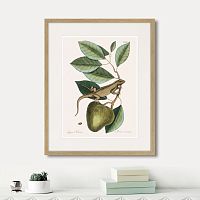 картина: guana (lacertus indicus), 1742г. во Владимире