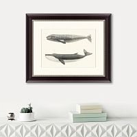 картина: the california gray whale (rhachieanectes claucus), 1857 во Владимире