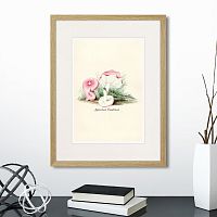 картина: botany illustration №6, 1836г. во Владимире