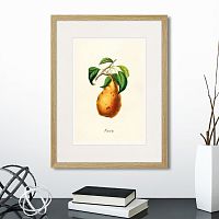 картина: botany illustration №18, 1836г. во Владимире