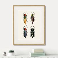 картина: assorted beetles №5, 1735г. во Владимире