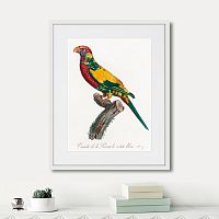 картина: beautiful parrots №7, 1872г. во Владимире