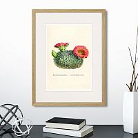 картина: botany illustration №13, 1836г. во Владимире
