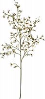 декор oncidium orchid во Владимире