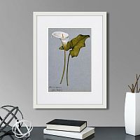 картина: arum lily, 1899г. во Владимире