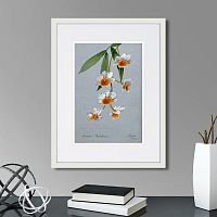 картина: an orchid (dendrobium thyrsiflorum), 1899г. во Владимире