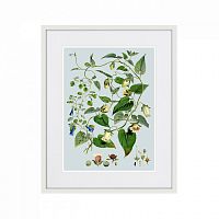 картина: himalaya plants blue and white flowers, 1869г. во Владимире
