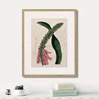 картина: exotic plants of the world №2, 1815г. во Владимире