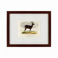 картина: a roebuck, 1830 во Владимире