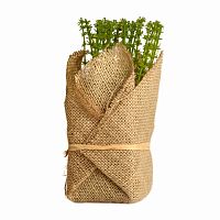 растение декоративное potted herb polini во Владимире