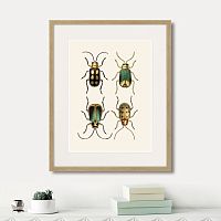 картина: assorted beetles №8, 1735г. во Владимире