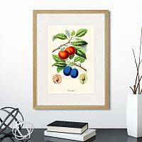 картина: botany illustration №21, 1836г. во Владимире