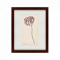 картина: tulp №2, 1815 во Владимире