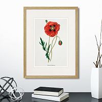 картина: botany illustration №15, 1836г. во Владимире