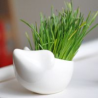 набор для выращивания eco ёжик во Владимире