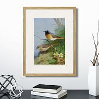картина: pair of redstarts, 1923г. во Владимире