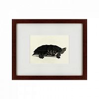 картина: an arakan forest turtle, 1873 во Владимире