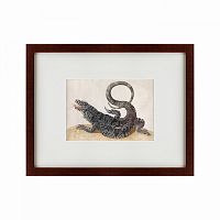 картина: black tegu lizard, 1700 во Владимире