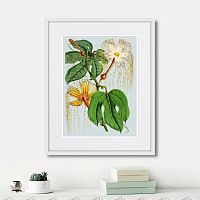 картина: himalaya plants hodsgonia flower white and yellow, 1869г. во Владимире