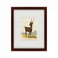 картина: a rusa deer, 1830 во Владимире