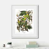 картина: carolina parrot, 1841г. во Владимире