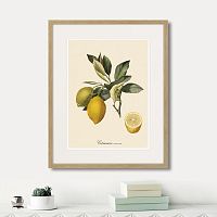 картина: juicy fruit lithography №3, 1870г. во Владимире