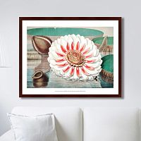 картина: a gigantic water lily in bloom, 1870г. во Владимире