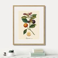 картина: juicy fruit lithography №11, 1870г. во Владимире