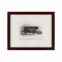 картина: a devon bull, 1849 во Владимире