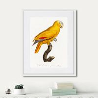 картина: beautiful parrots №1, 1872г. во Владимире