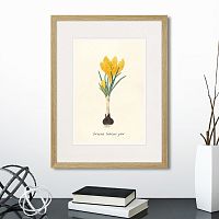 картина: botany illustration №10, 1836г. во Владимире