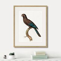 картина: beautiful parrots №10, 1872г. во Владимире