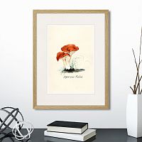 картина: botany illustration №5, 1836г. во Владимире