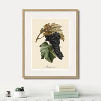 картина: juicy fruit lithography №12, 1870г. во Владимире